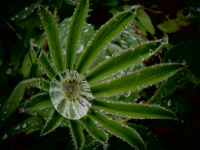 FSCN2349-2.JPG image