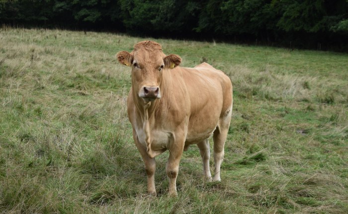 Google, Eifel und&nbsp;Mitohnesahne